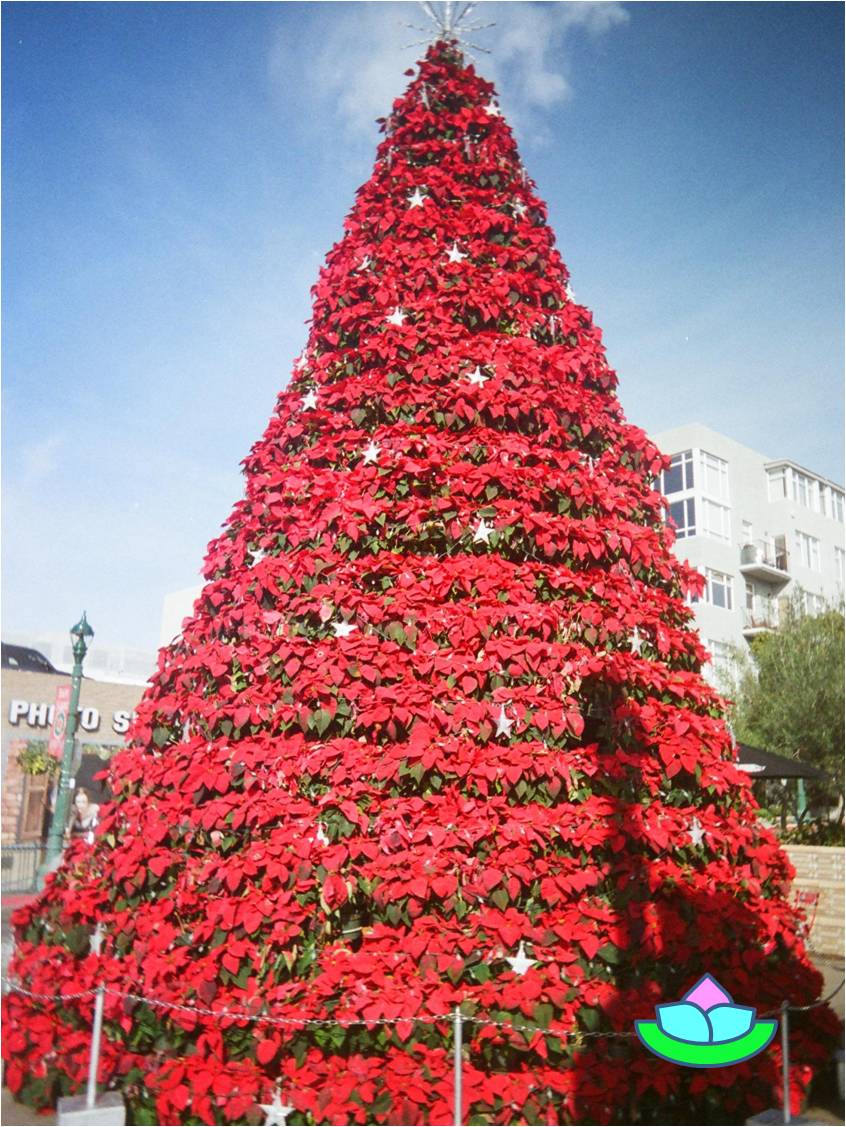 Ein amerikanischer Weihnachtsbaum Es schreibt für Sie Birgitt Jendrosch